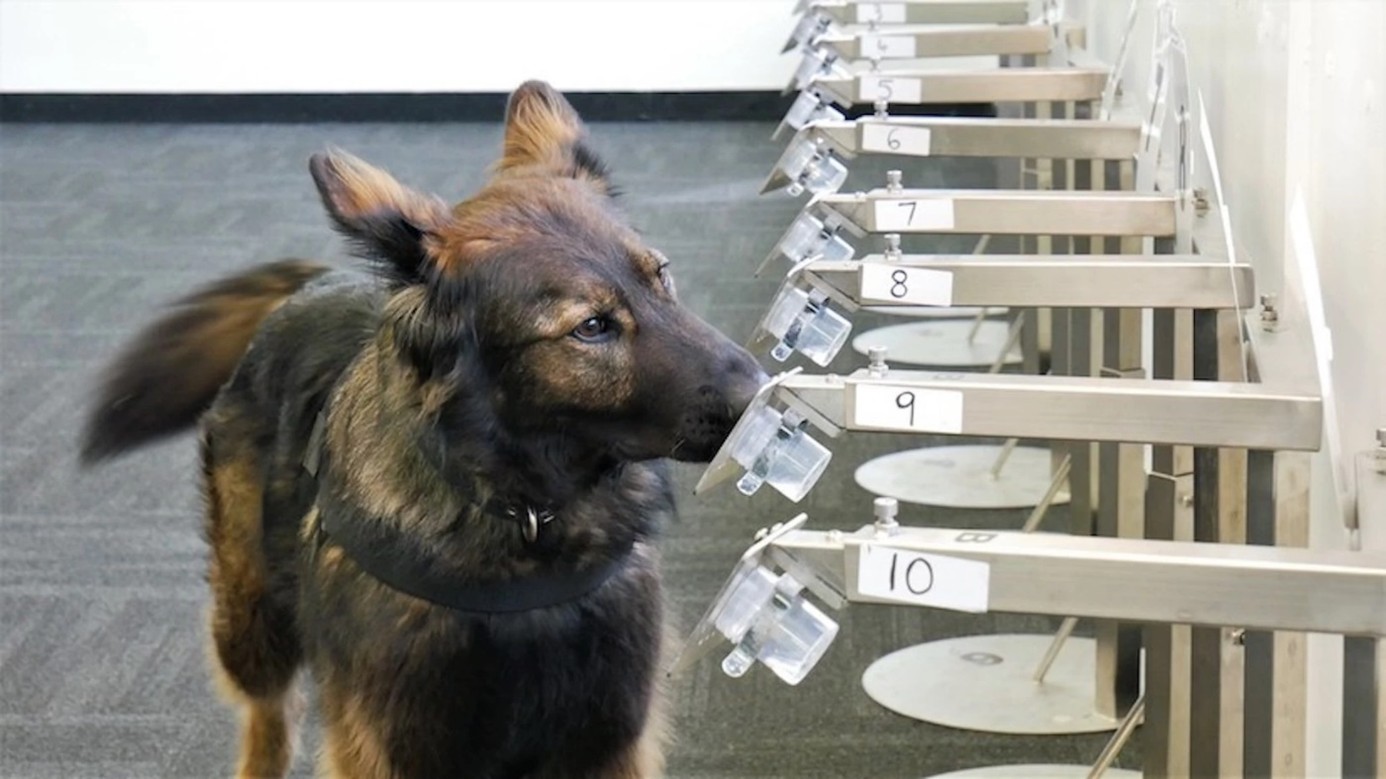 K9MD dog