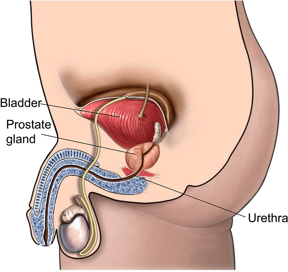 Prostate Cancer Info